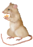 rodent_21